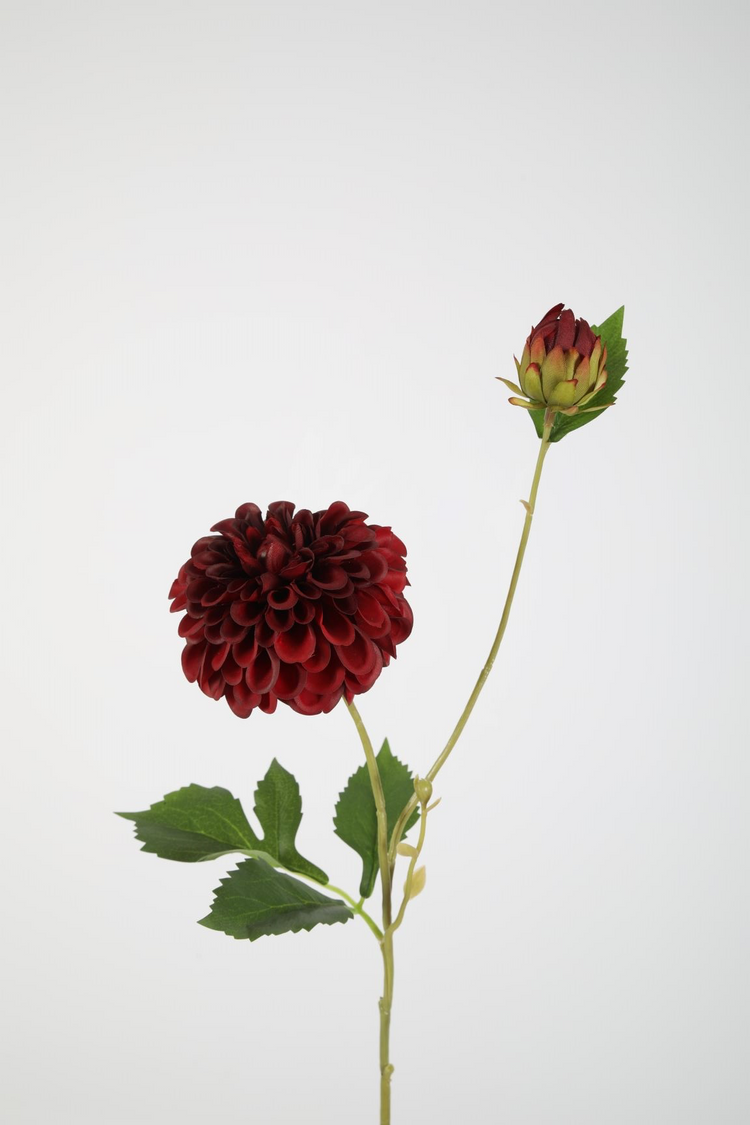 Dahlia donker rood