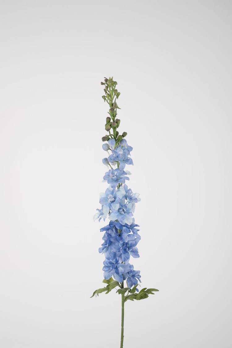Delphinium Blauw