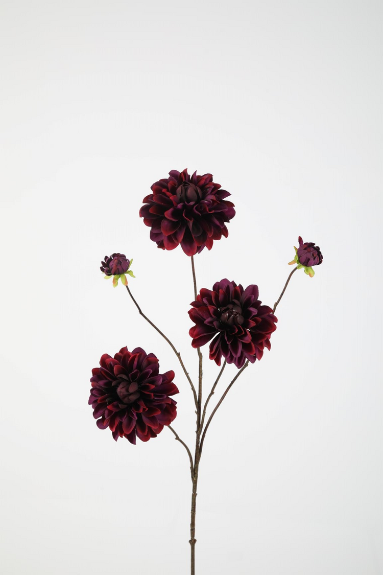 Dahlia Donker Paars