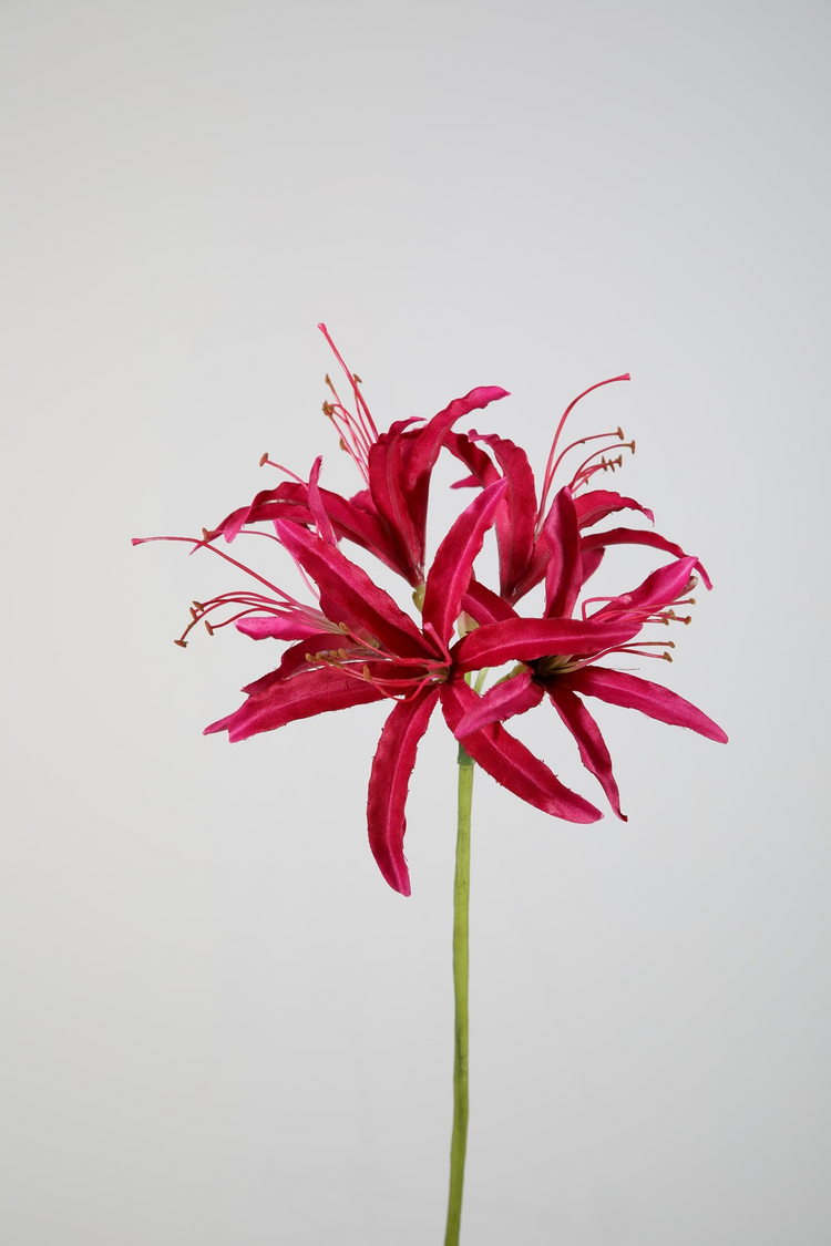 Nerine donker roze