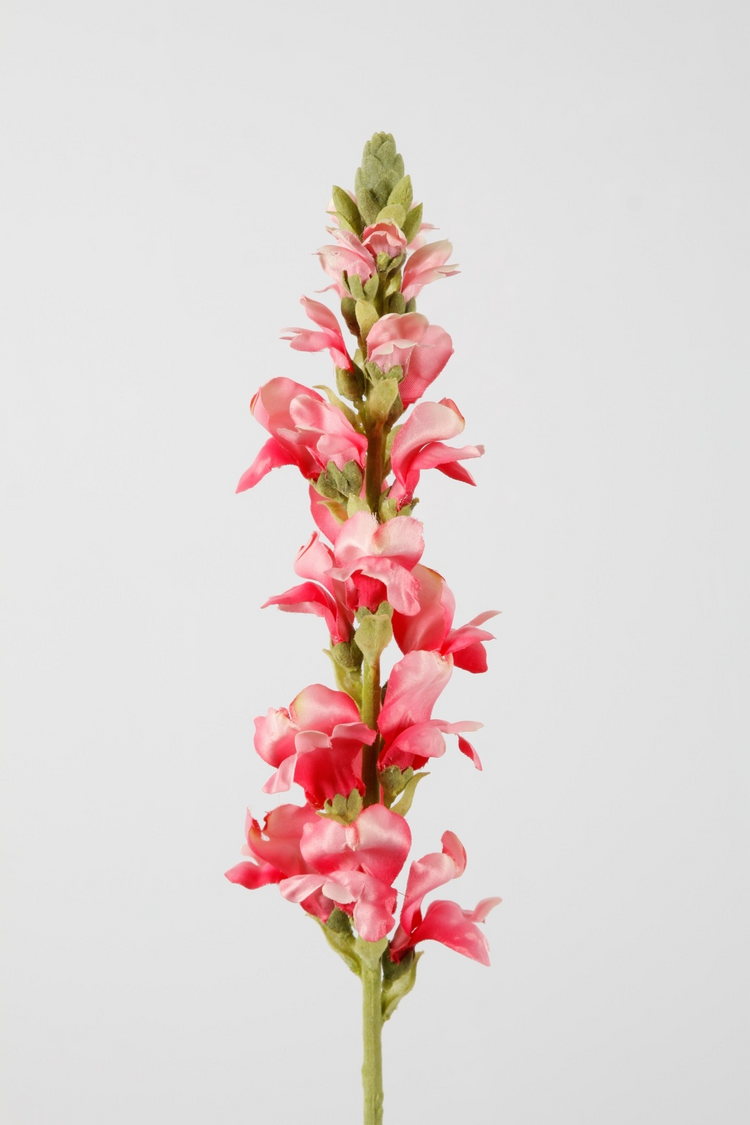 Leeuwenbek – Antirrhinum majus