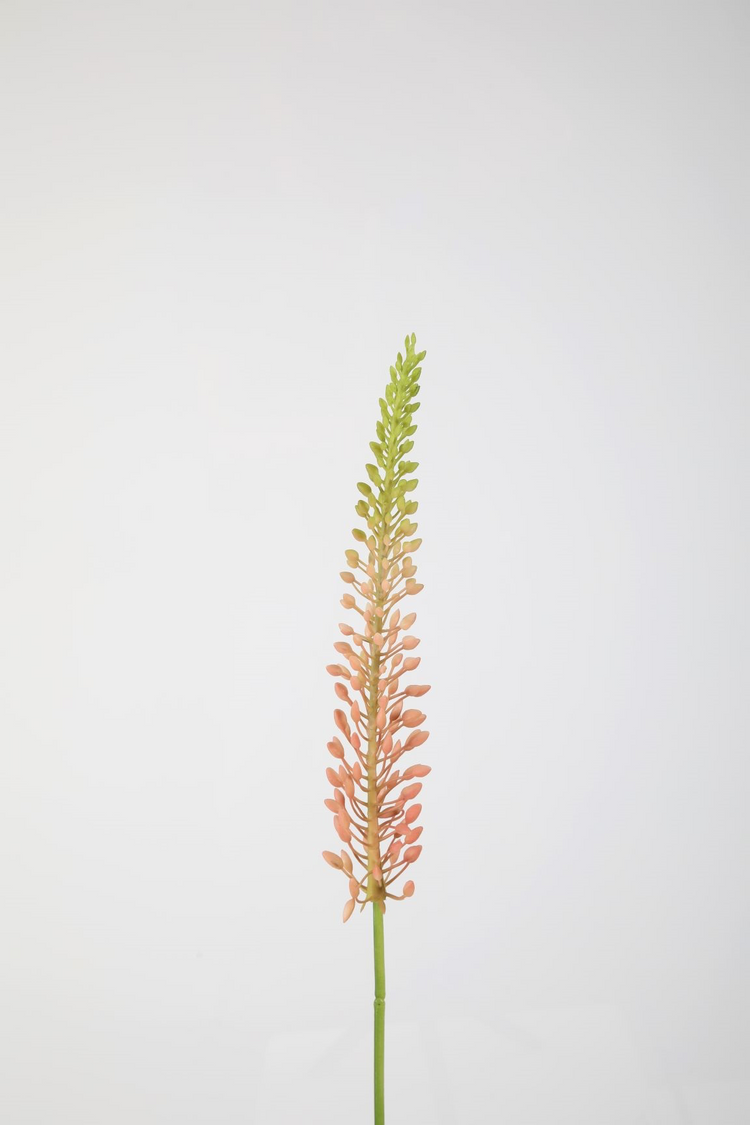 Eremurus Stem 75cm fucshia