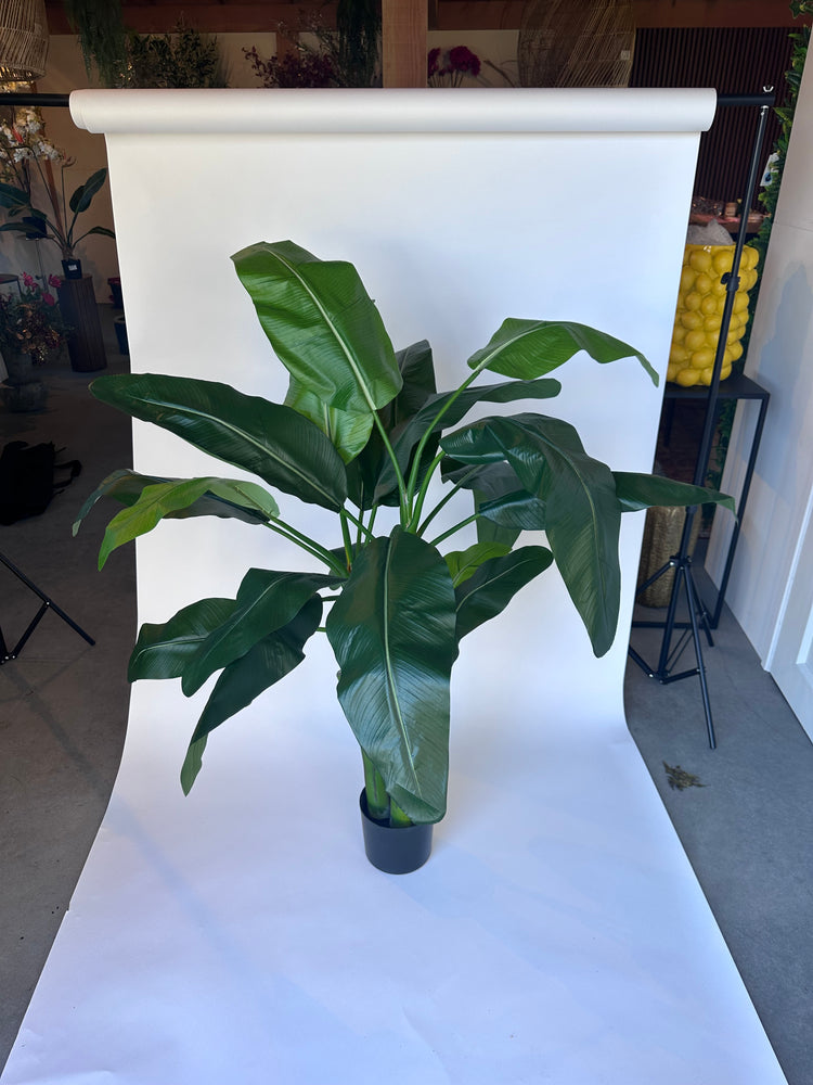 Strelitzia (145cm)