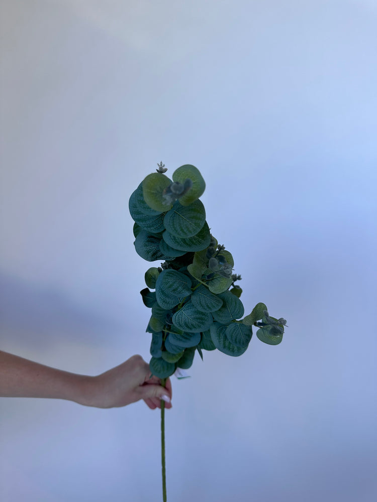 Eucalyptus