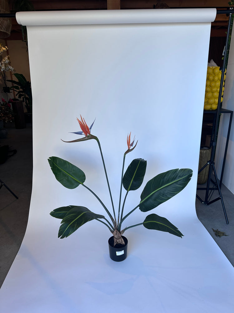 Strelitzia (85cm)