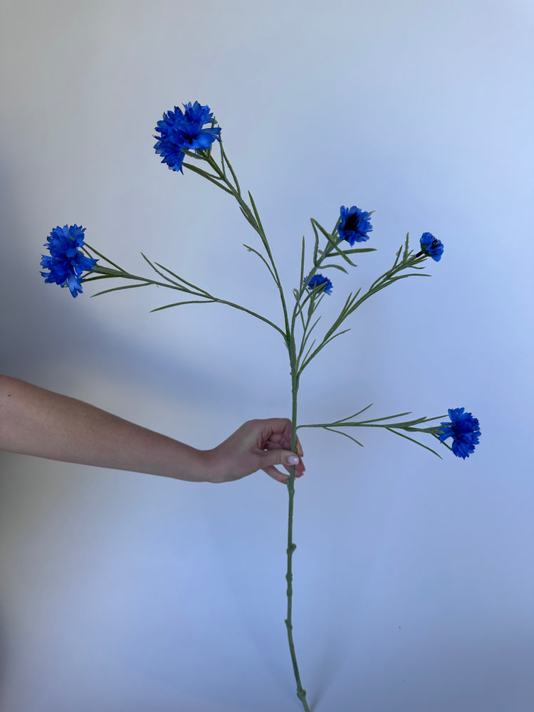 Korenbloem Blauw