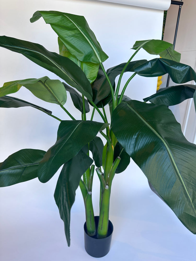 Strelitzia (145cm)