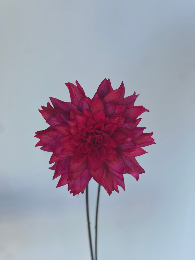 Wilde Dahlia Roze