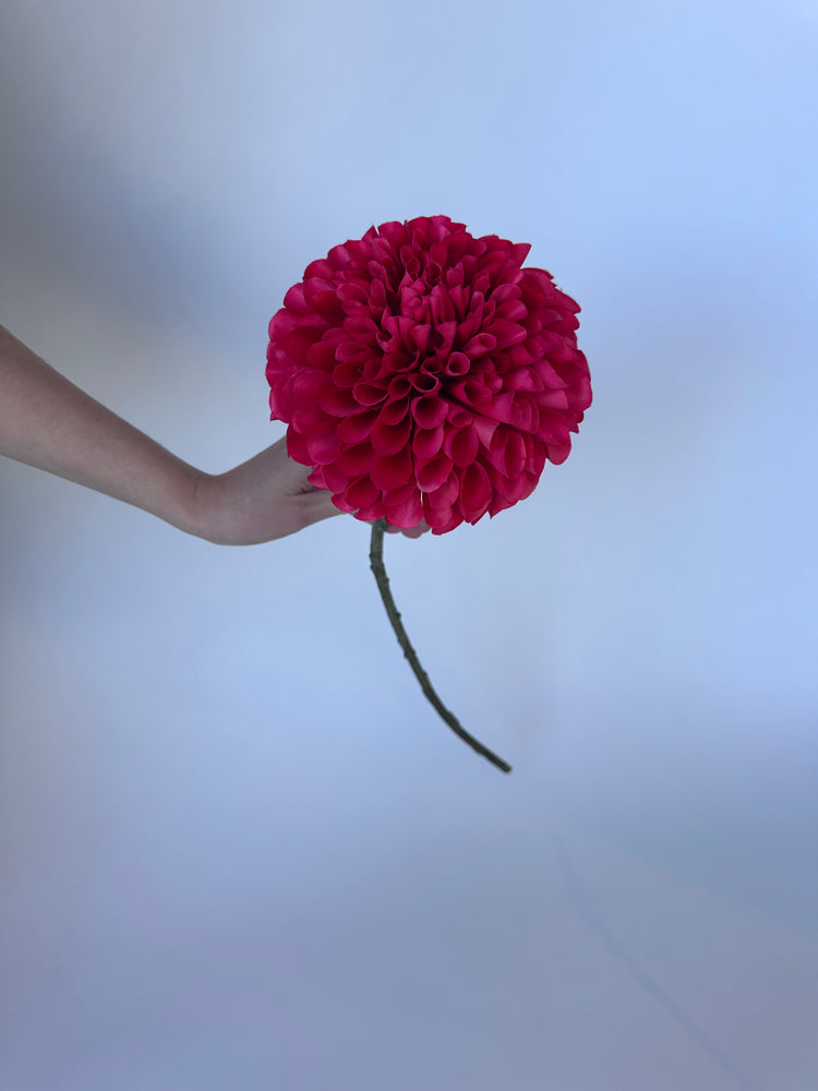 Dahlia Donkerroze