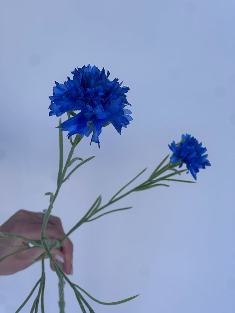 Korenbloem Blauw