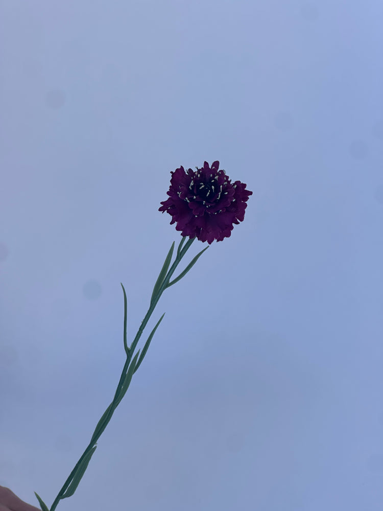 Korenbloem Paars