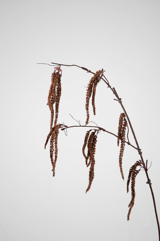 Mini Amaranthus Spray 97cm