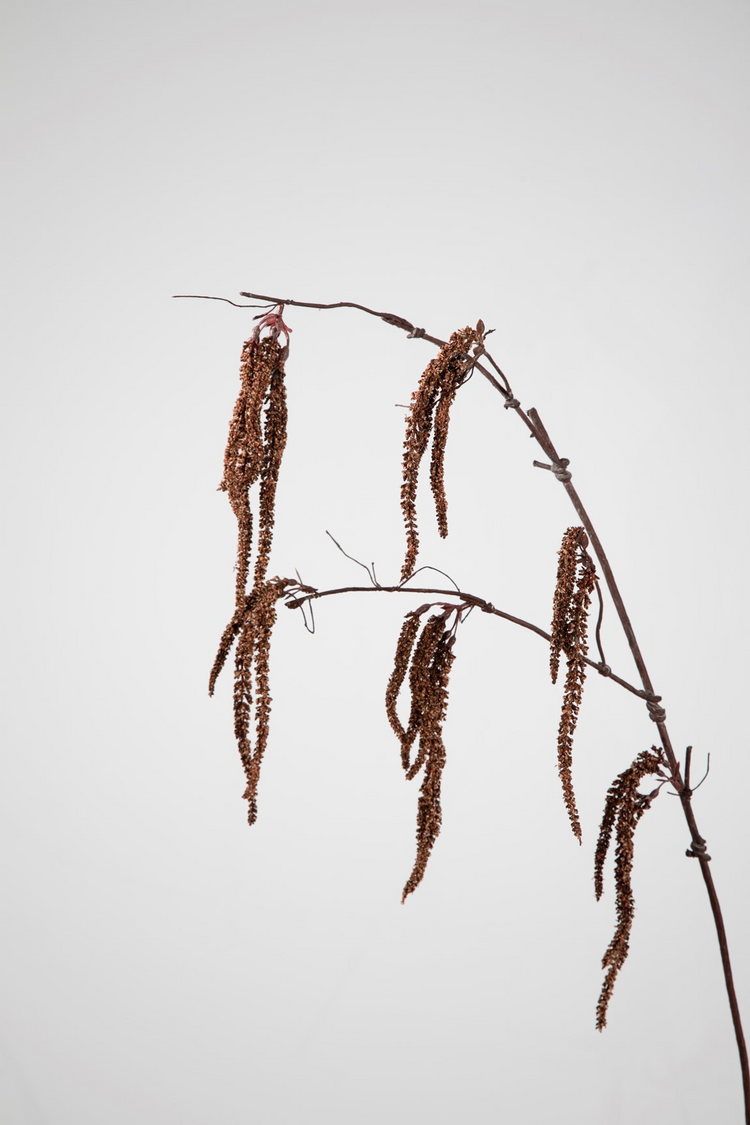 Mini Amaranthus Spray 97cm