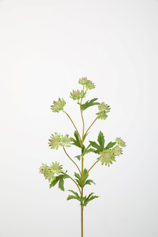 Astrantia Spray 67cm