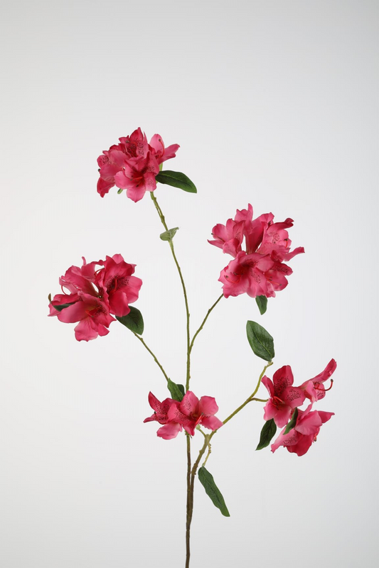 Azalea roze
