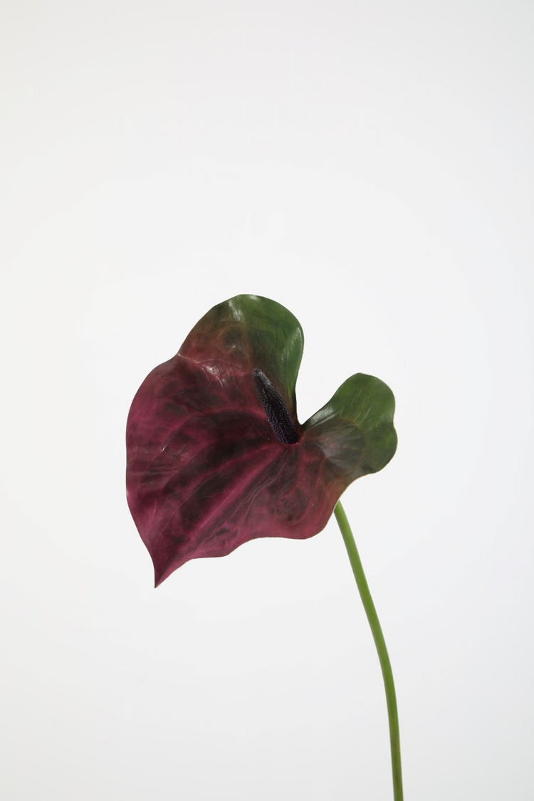 Anthurium Stem Groen Paars 74cm