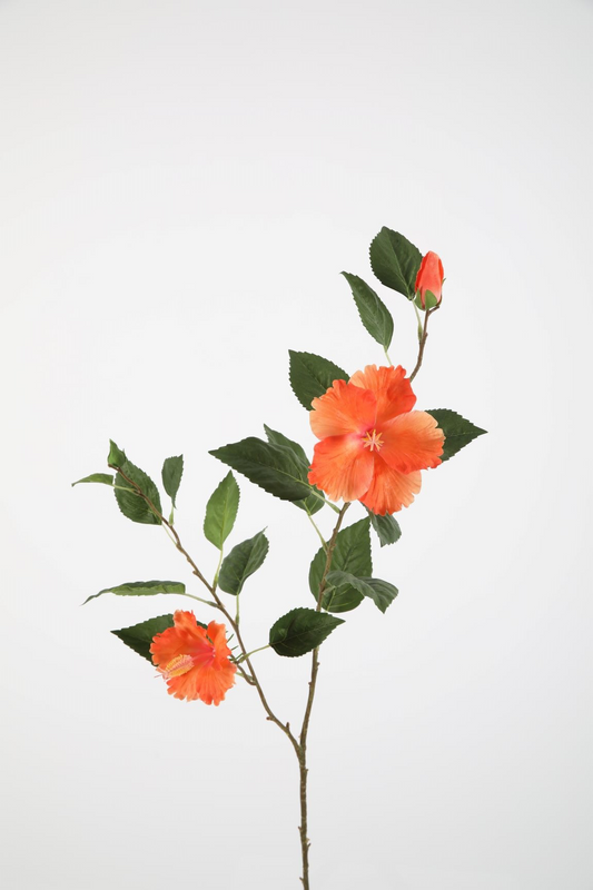 Hibiscus