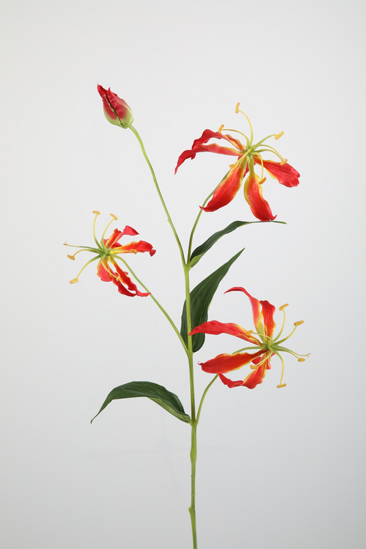 Gloriosalelie oranje