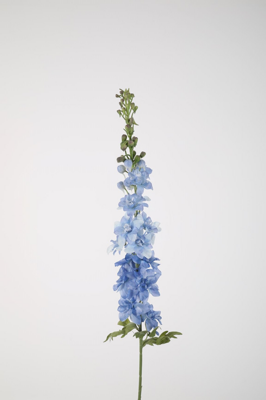Delphinium Blauw