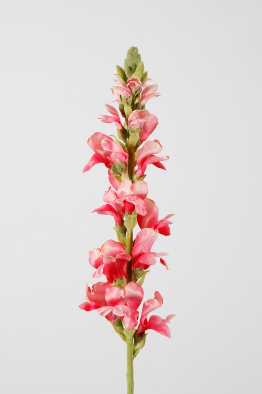 Leeuwenbek – Antirrhinum majus