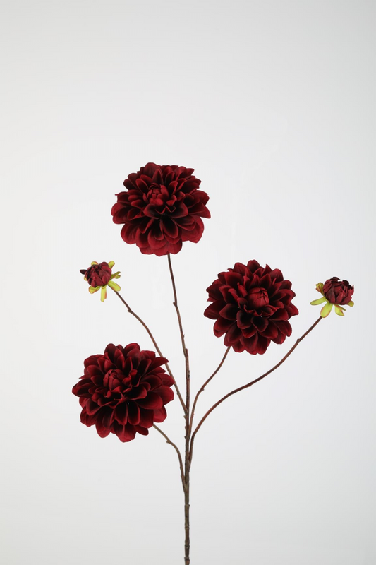 Dahlia Bordeaux Rood