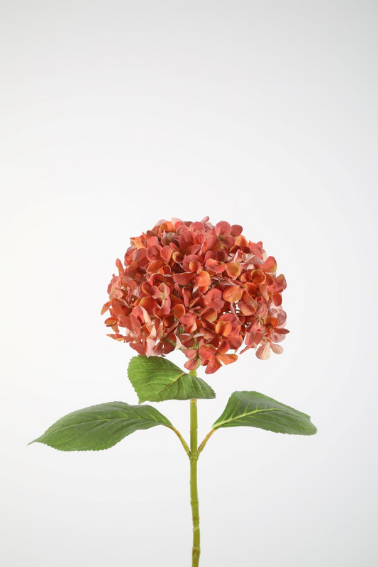 Hortensia