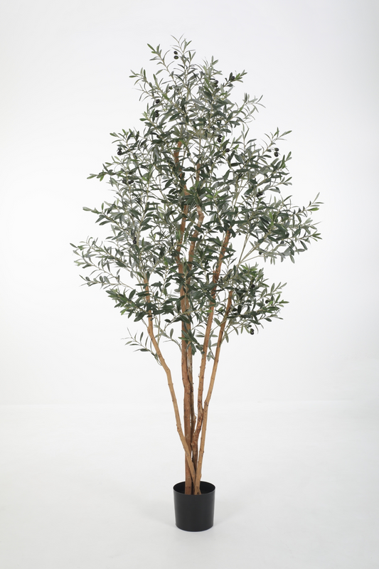 Olijfboom (220cm)
