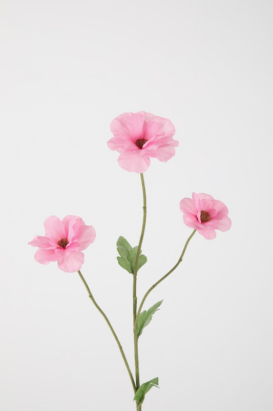 Ranunculus Butterfly
