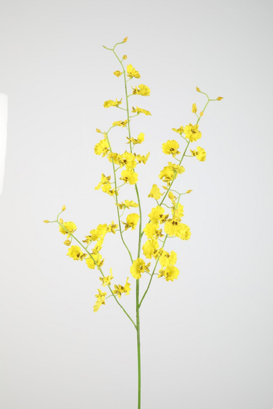 Dancing Orchid Geel