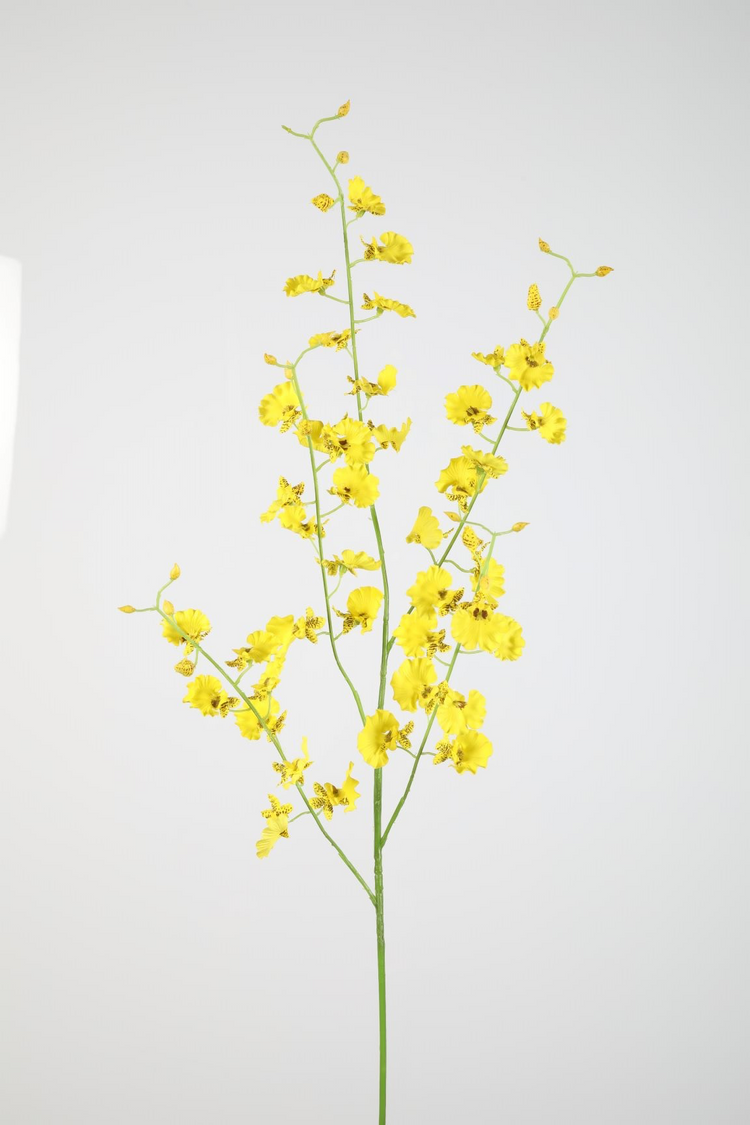 Dancing Orchid Geel