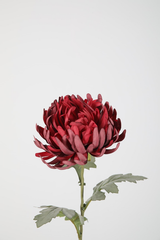Spider Mum Spray Bordeaux Rood
