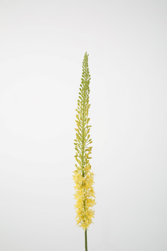 Eremurus Stem 130cm