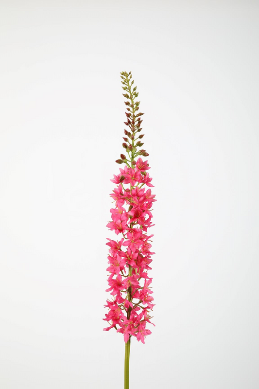 Eremurus 94cm pink