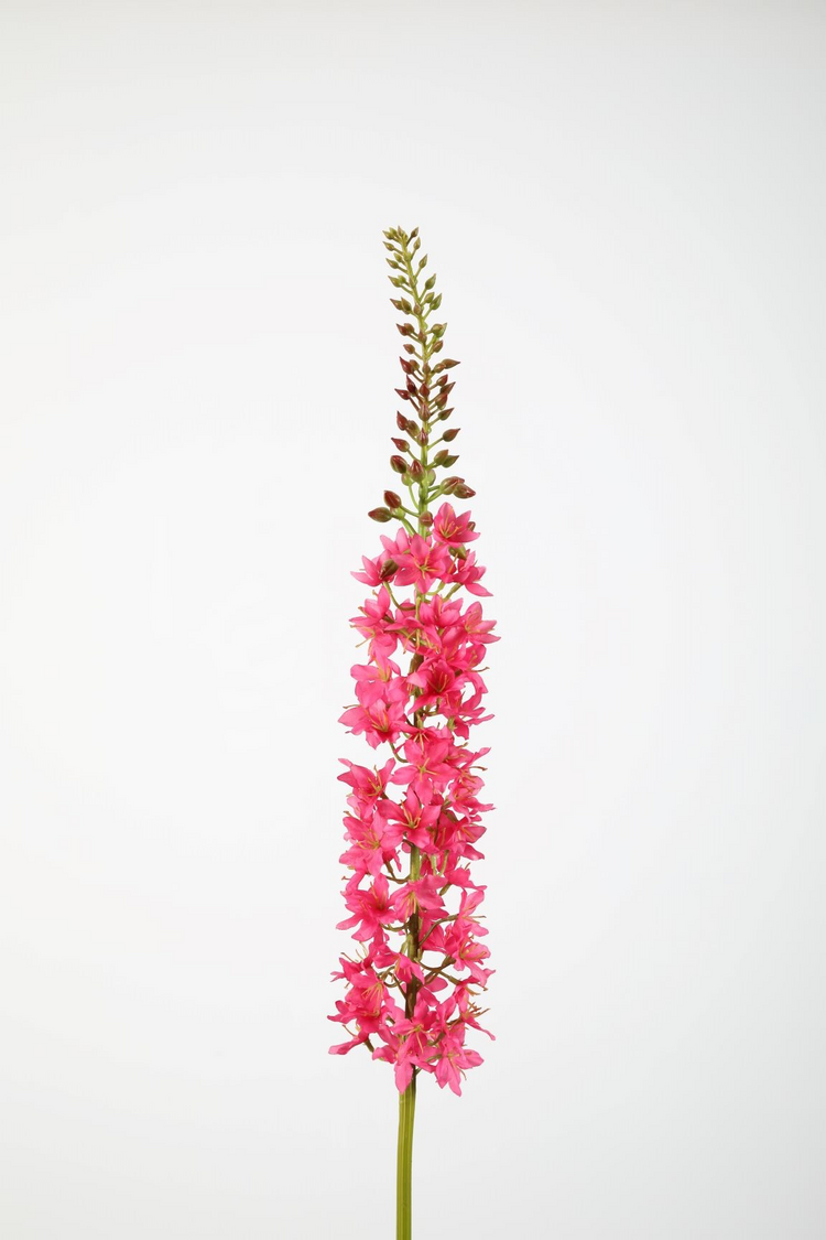 Eremurus 94cm pink