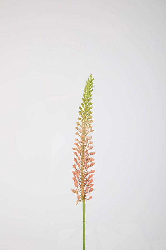 Eremurus Stem 75cm fucshia