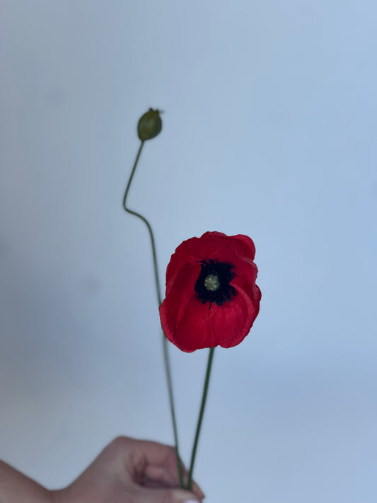 Klaproos