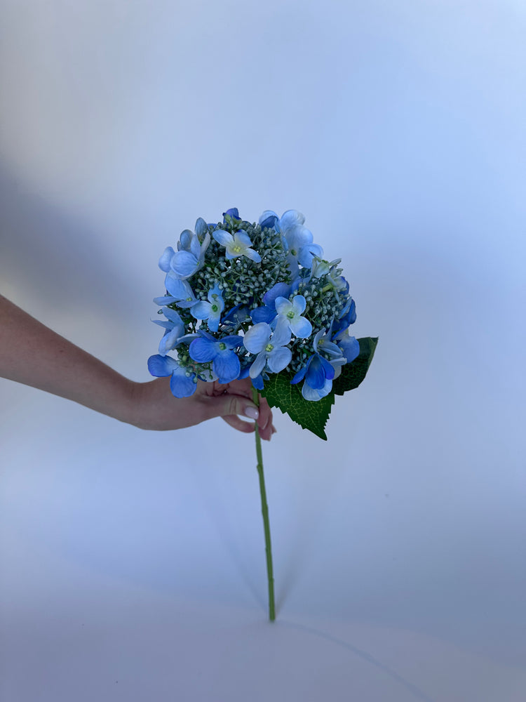 Hortensia