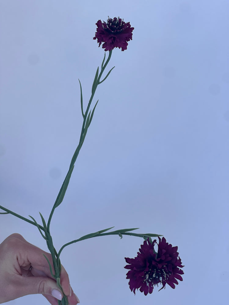 Korenbloem Paars
