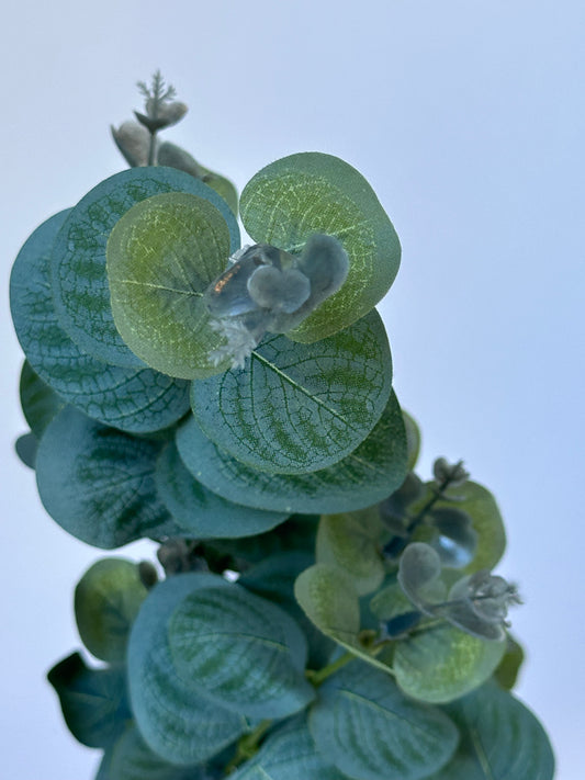 Eucalyptus