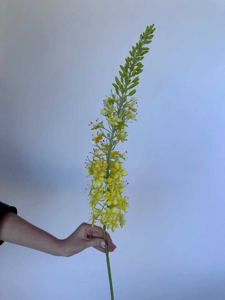 Delphinium Geel (95cm)