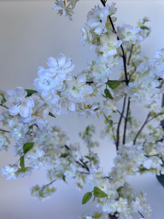 Kersenbloesem (140cm)