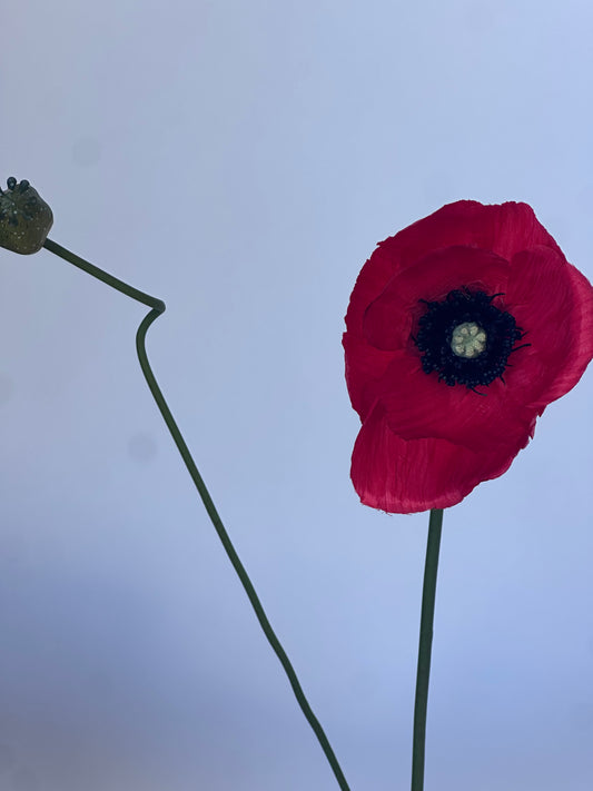 Klaproos Rood