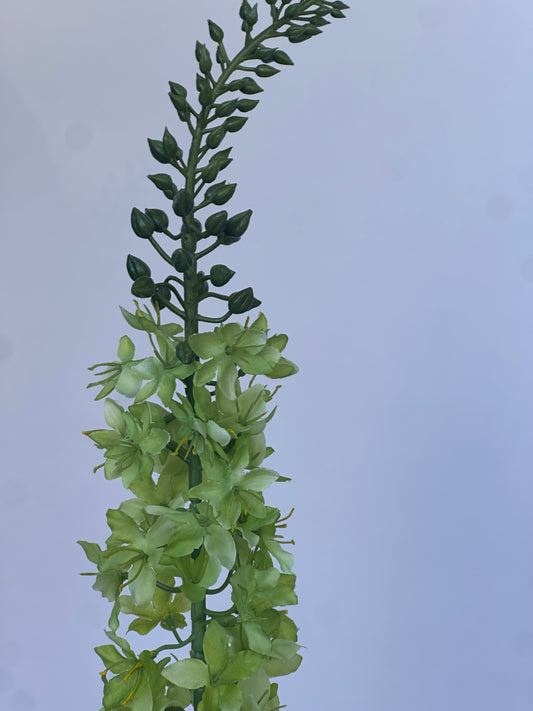 Delphinium Groen