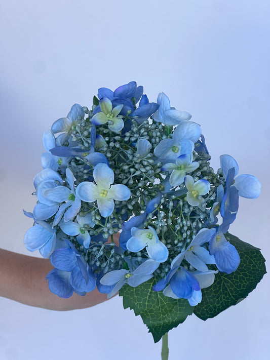 Hortensia