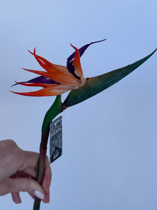 Strelitzia Bloem