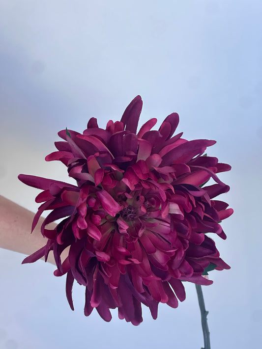 Wilde Dahlia Paars