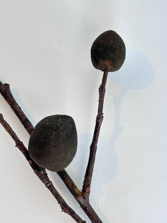 Peultak (147cm)