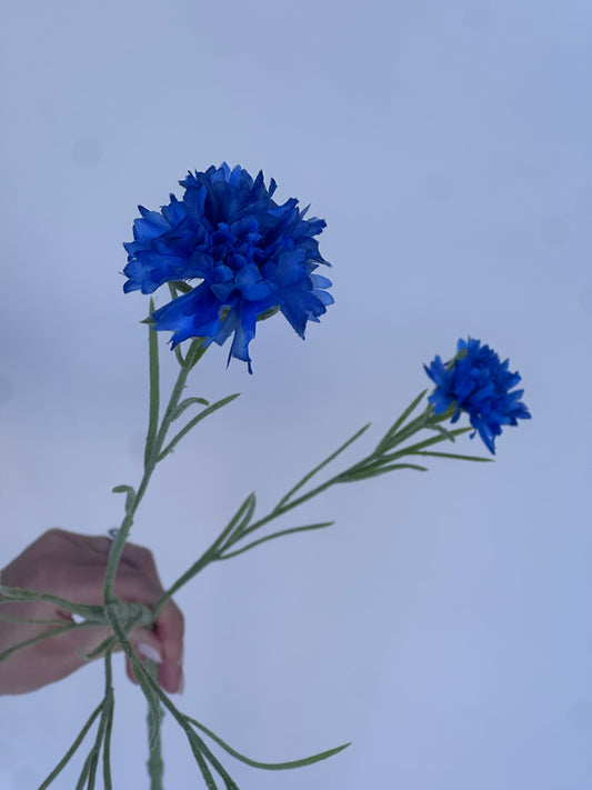 Korenbloem Blauw