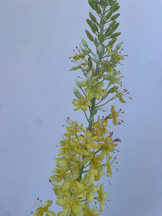 Delphinium Geel (95cm)